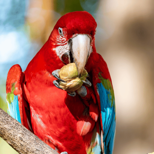 Animals Pantanal (2)